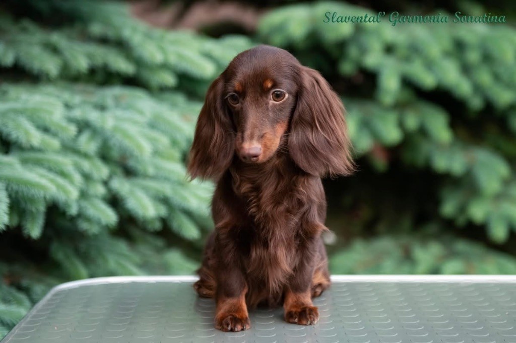 slavental Garmonia sonatina