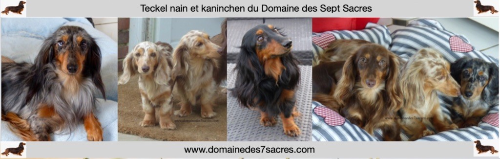 Des Sept Sacres - Mise a jour du 08 octobre 2025