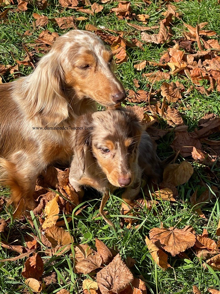 Les chiots du Domaine des Sept Sacres