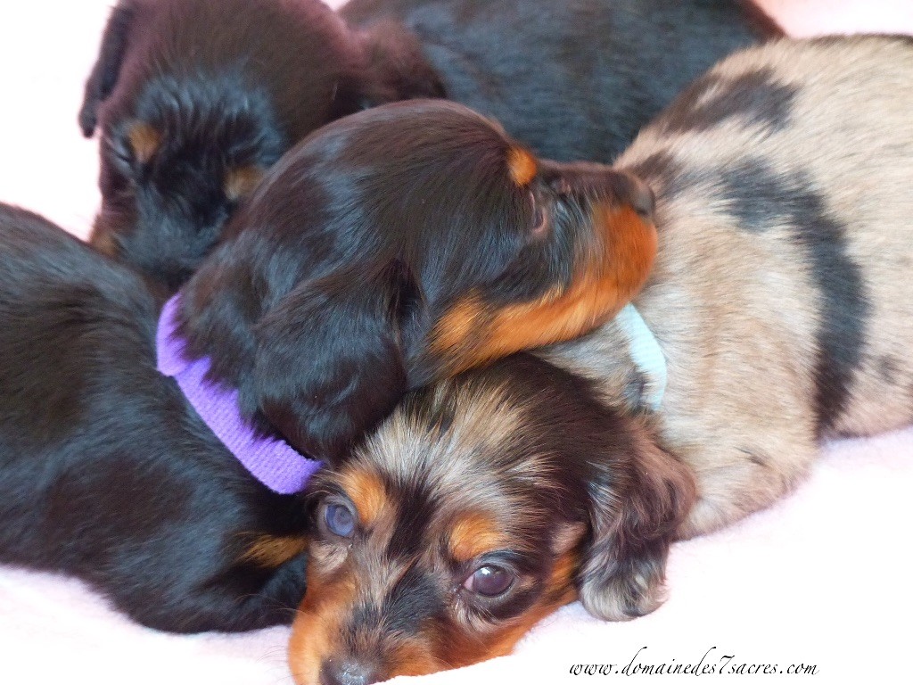 Chiot Teckel poil long Des Sept Sacres