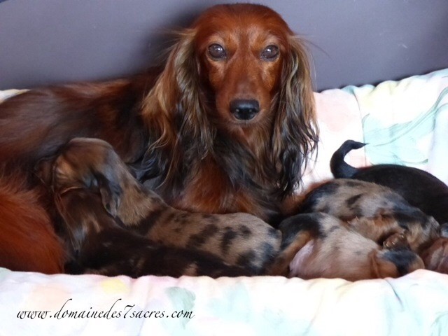 Chiot Teckel poil long Des Sept Sacres